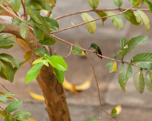 Humming bird sat on branch
