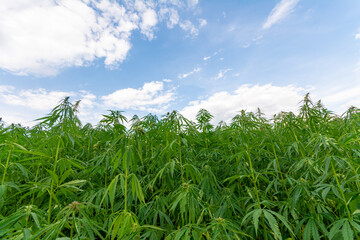 canabis on marijuana field farm sativa weed hemp hash plantation