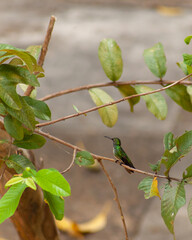 Humming bird sat on branch