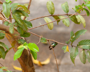 Humming bird sat on branch