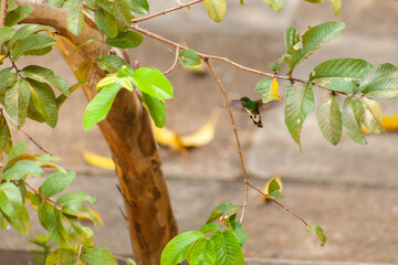 Humming bird sat on branch