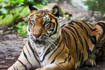 Fototapeta na wymiar Tiger resting during the day in a zoo enclosure / wild animal in nature