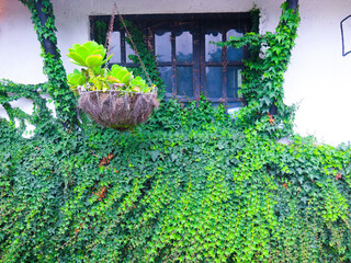 outer wall with creeper and window