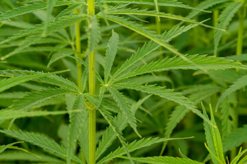 canabis on marijuana field farm sativa weed hemp hash plantation