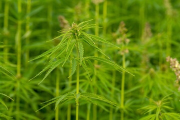 canabis on marijuana field farm sativa weed hemp hash plantation
