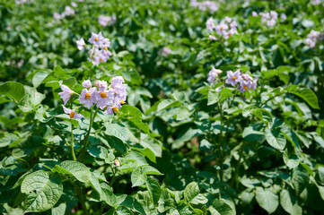 Potato plants grow in rows in a potato field. Green potato crops close up. Potatoes blooming purple flowers