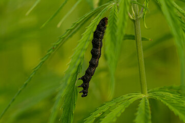 canabis on marijuana field farm sativa weed hemp hash plantation
