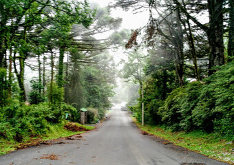 Obraz premium road in the forest