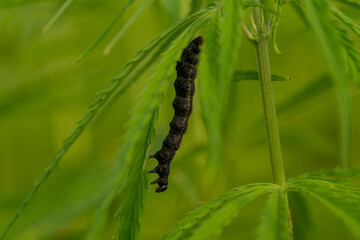 canabis on marijuana field farm sativa weed hemp hash plantation