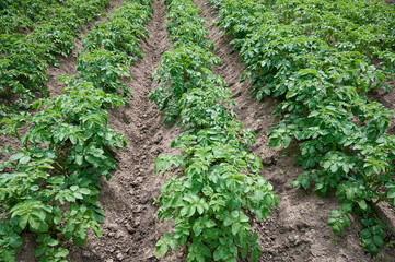Fototapeta na wymiar Potato plants grow in rows in a potato field. Green potato crops close up.
