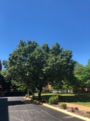 Beautiful tree under clear blue sky
