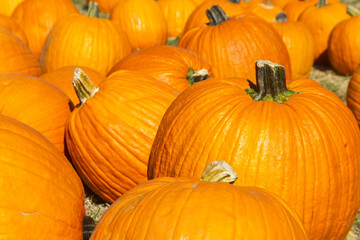 Pumpkins grouped together in a pumpkin patch or farmers' market. Seasonal setting and background