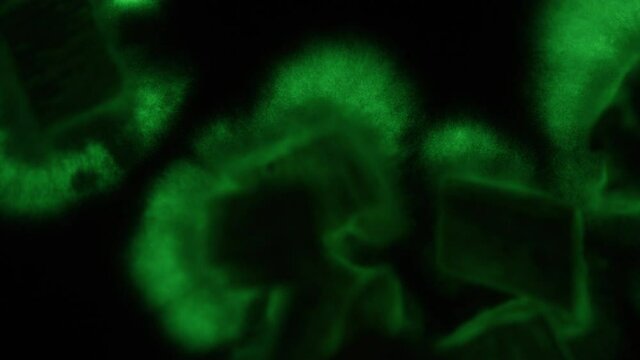 Mysterious green glowing mycelium timelapse