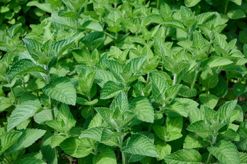 Green plants of mint (Mentha) growing close-up. Bright green background. Top view. Selective focus
