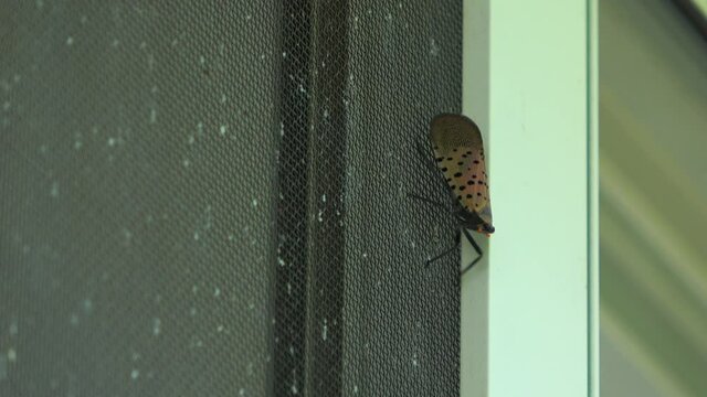An adult lanternfly climbs down and up a window screen