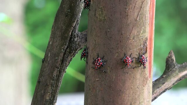 A large group of lanternfly young sit on a big tree branch.
