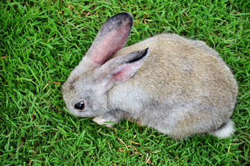 Cute rabbit eating green grass in garden