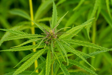 canabis on marijuana field farm sativa weed hemp hash plantation