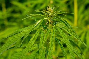 canabis on marijuana field farm sativa weed hemp hash plantation