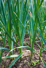 Young garlic plants grow in soil. garlic plantation. Selective focus. agricultural background