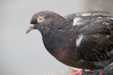 Lonely thinking peeping street dove