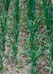 Young onion plants grow in soil. onion plantation. Selective focus. agricultural background