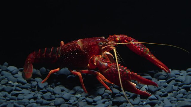 Underwater Video of American Crayfish