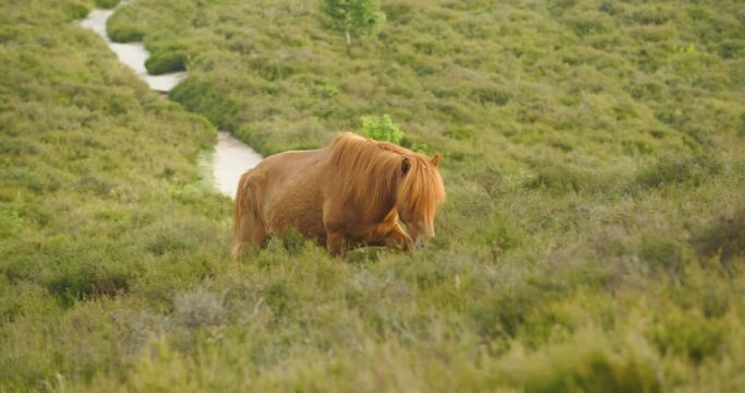 A wild chestnut Icelandic horse walking up a hill in the Posbank area of the Veluwezoom National Park, the Netherlands.