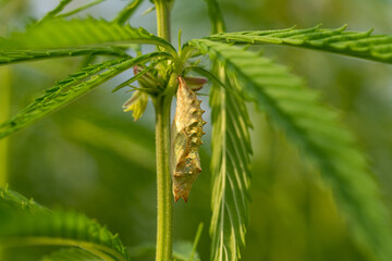 canabis on marijuana field farm sativa weed hemp hash plantation