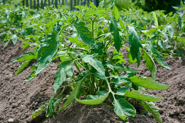 young tomatoes plants grow in rows in the garden. Gardening background
