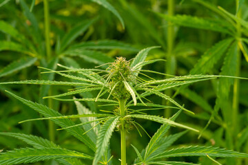 canabis on marijuana field farm sativa weed hemp hash plantation