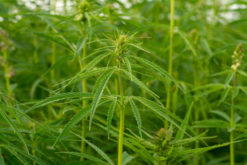 canabis on marijuana field farm sativa weed hemp hash plantation