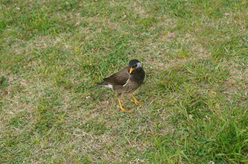 Obraz premium A bird enjoying the nature.