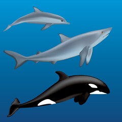 dolphin, sharks and a killer whale