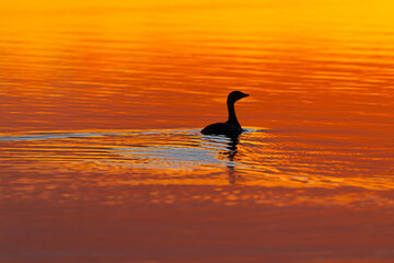 A lonely duck is a solitary silhouette on a lake during an orange sunset, leaving ripples behind. The bird is alone on the water.