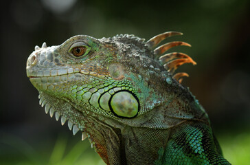green iguana on a branch