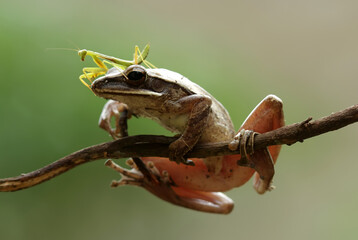 praying mantis and Frog  close up