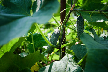 Small fresh cucumbers grow in the garden. Selective focus. agricultural background 