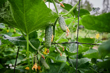 Small fresh cucumbers grow in the garden. Selective focus. agricultural background 