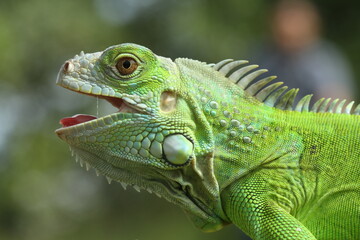 green iguana on a branch