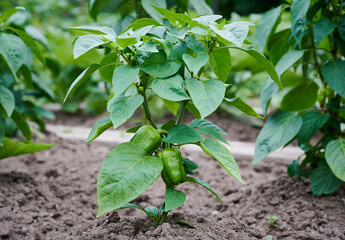 Young sweet pepper plants growing in the garden. agricultural background