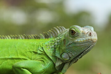 Obraz premium iguana on a branch