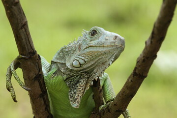 iguana on a branch