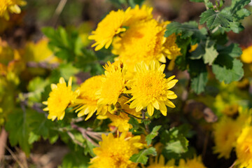 Yellow flowers of chrysanthemum are bloom in Japan.