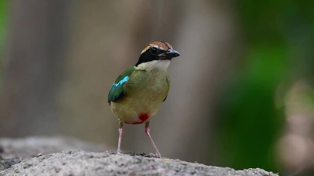 Fairy Pitta, Pitta nympha; found feeding on worms on a big rock surface in Koh Munai as this is a migratory bird to Thailand.