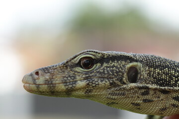 bearded dragon lizard