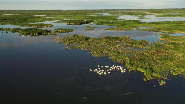 Establishing shot of american wilderness. Freshwater cattail marsh, view from above. Nature of the Midwest. Horicon marsh in Wisconsin