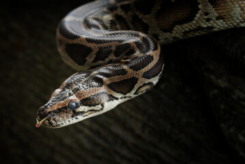 close up of a snake