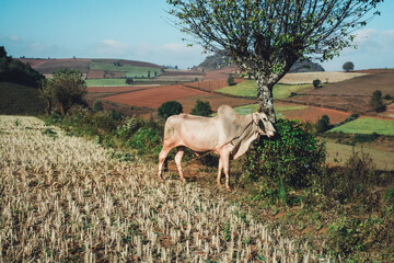 Large bull standing in field amongst a backdrop of farms in the countryside of Myanmar, formerly known as Burma.