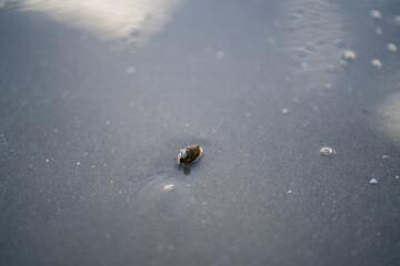 ladybird on the water